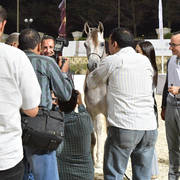 Straight Egyptian Junior Colts Silver Champion: Safwan Al Baydaa (Kasem Sakr X Sodfa El Gabry) 