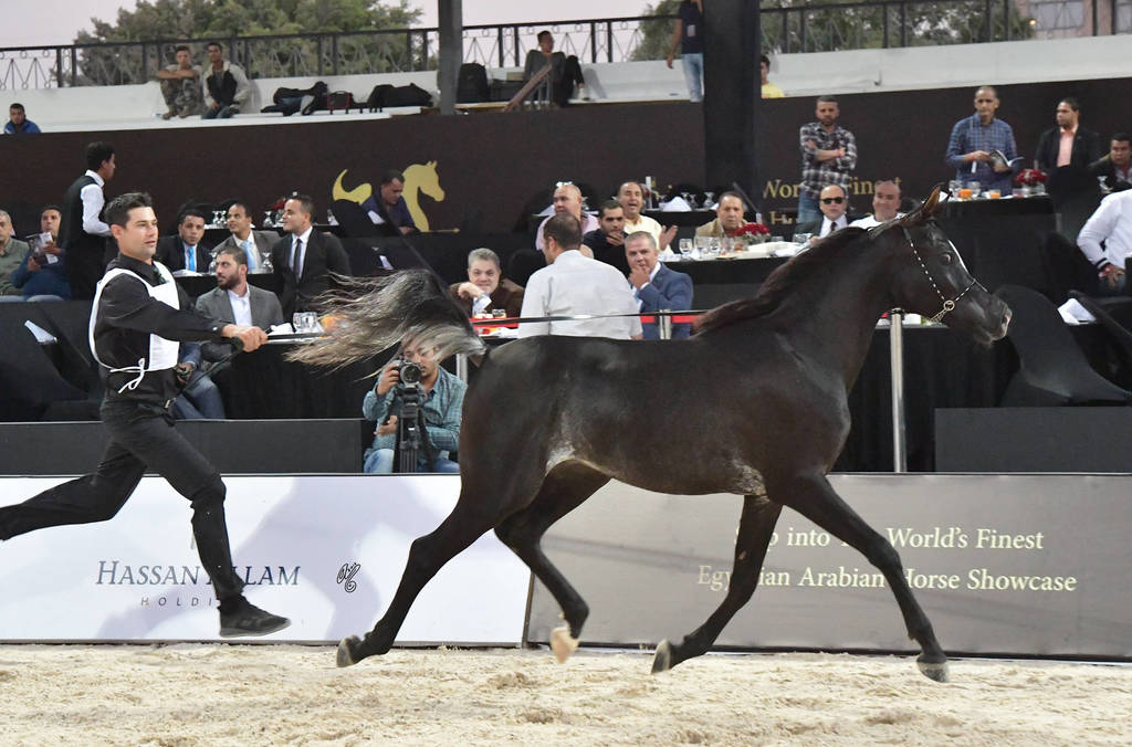 Straight Egyptian Junior Colts Bronze Champion: El Basha Badrawi  (Safir Badrawi X Haya Badrawi)