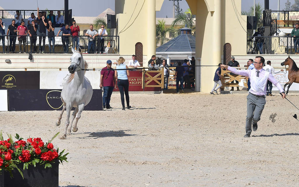 Straight Egyptian  Junior Fillies Gold Champion: Nouf Al Baydaa (Al Sheikh Obaid Al Moghazy X Nagham Al Baydaa)