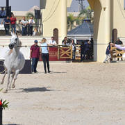 Straight Egyptian  Junior Fillies Gold Champion: Nouf Al Baydaa (Al Sheikh Obaid Al Moghazy X Nagham Al Baydaa)