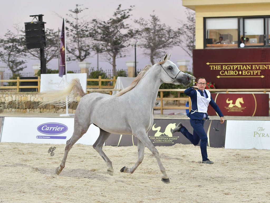 Straight Egyptian  Junior Fillies Gold Champion: Nouf Al Baydaa (Al Sheikh Obaid Al Moghazy X Nagham Al Baydaa)