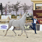 Straight Egyptian  Junior Fillies Gold Champion: Nouf Al Baydaa (Al Sheikh Obaid Al Moghazy X Nagham Al Baydaa)