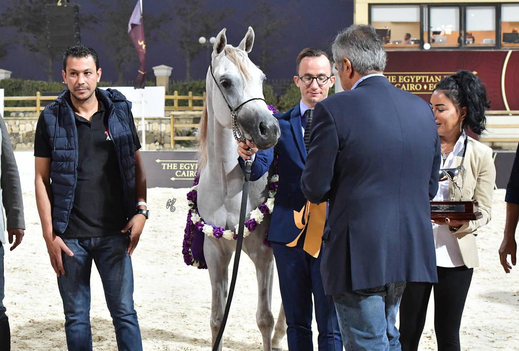 Straight Egyptian  Junior Fillies Gold Champion: Nouf Al Baydaa (Al Sheikh Obaid Al Moghazy X Nagham Al Baydaa)
