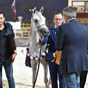 Straight Egyptian  Junior Fillies Gold Champion: Nouf Al Baydaa (Al Sheikh Obaid Al Moghazy X Nagham Al Baydaa)