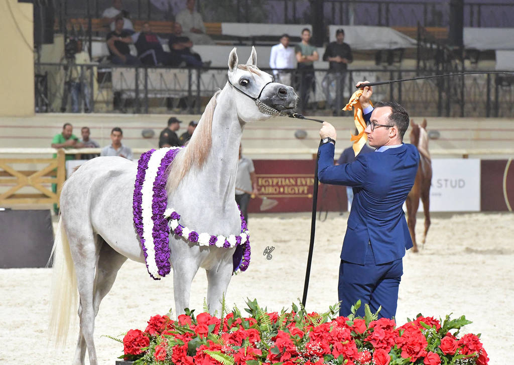Straight Egyptian  Junior Fillies Gold Champion: Nouf Al Baydaa (Al Sheikh Obaid Al Moghazy X Nagham Al Baydaa)