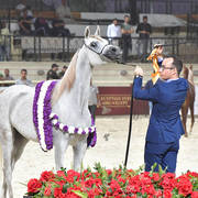 Straight Egyptian  Junior Fillies Gold Champion: Nouf Al Baydaa (Al Sheikh Obaid Al Moghazy X Nagham Al Baydaa)