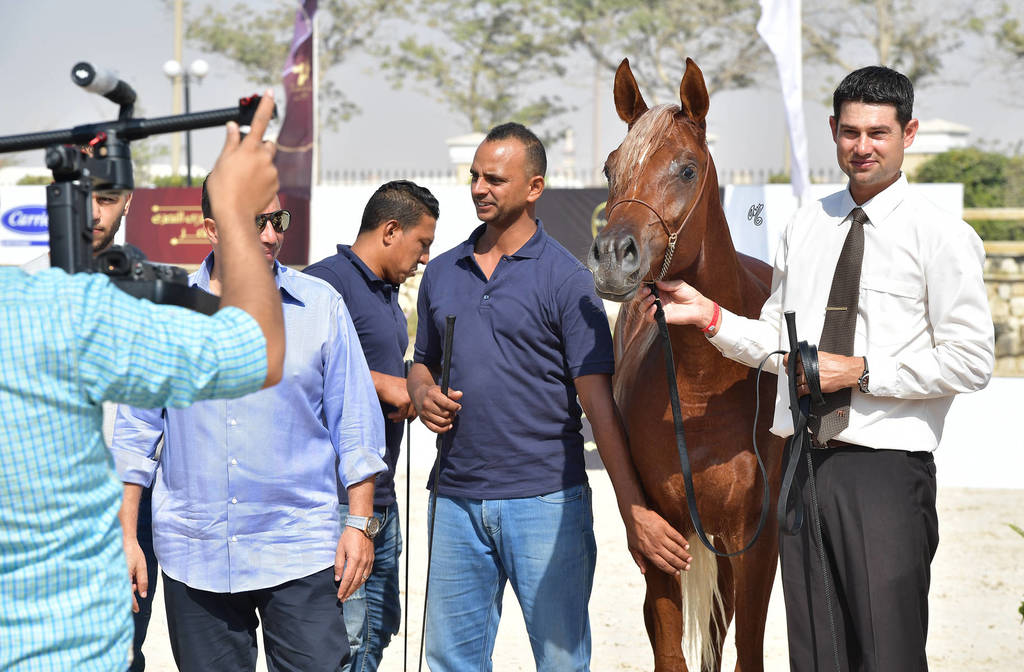 Straight Egyptian  Junior Fillies Silver Champion: Aynour Badrawi (Arif Al Khaled X Wagd Badrawi) 