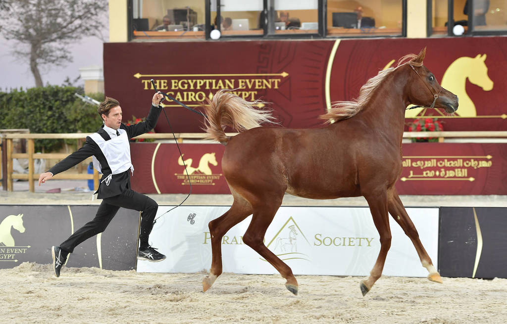 Straight Egyptian  Junior Fillies Silver Champion: Aynour Badrawi (Arif Al Khaled X Wagd Badrawi) 