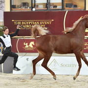 Straight Egyptian  Junior Fillies Silver Champion: Aynour Badrawi (Arif Al Khaled X Wagd Badrawi) 