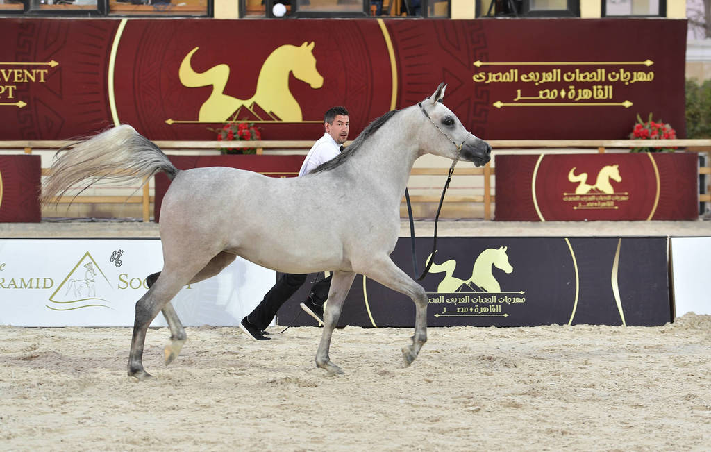 Straight Egyptian  Junior Fillies Bronze Champion: Shorouk Al Farazdac (Laheq Al Kuwait X Bushra Al Hosn)