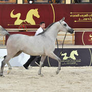 Straight Egyptian  Junior Fillies Bronze Champion: Shorouk Al Farazdac (Laheq Al Kuwait X Bushra Al Hosn)