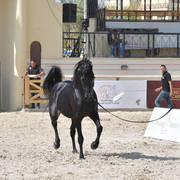 Senior Stallions 11 Years and Older: Seif El Farida