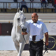 Senior Stallions 11 Years and Older: Shady El Farida