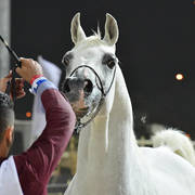 Senior Stallions 8-10 Years: Marzouk Al Wafy