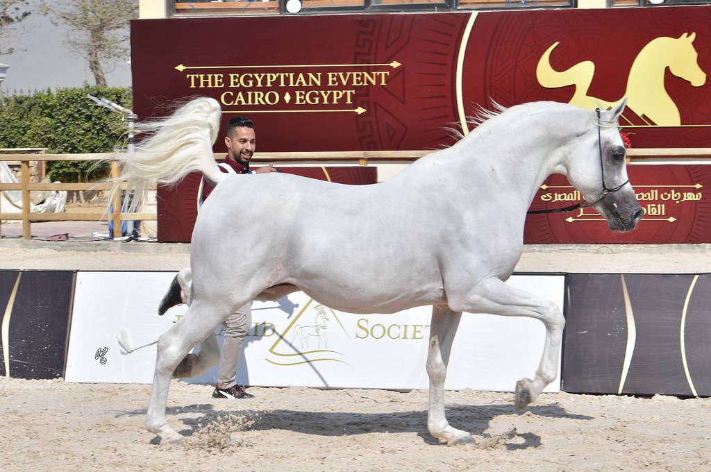 Senior Stallions 8-10 Years: Marzouk Al Wafy