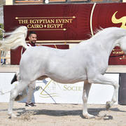 Senior Stallions 8-10 Years: Marzouk Al Wafy