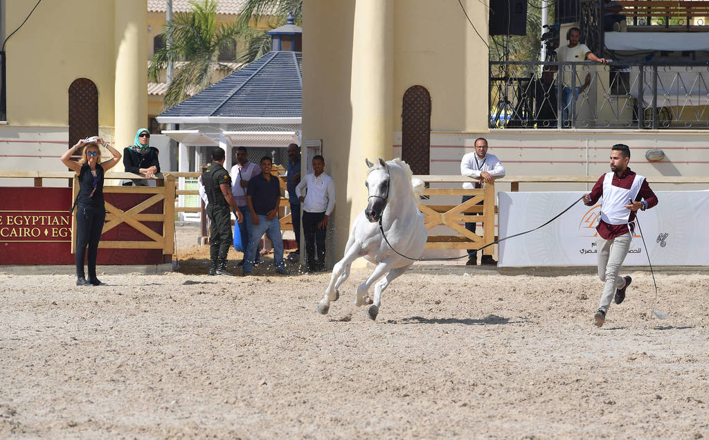 Senior Stallions 8-10 Years: Marzouk Al Wafy