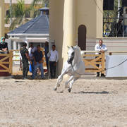 Senior Stallions 8-10 Years: Marzouk Al Wafy