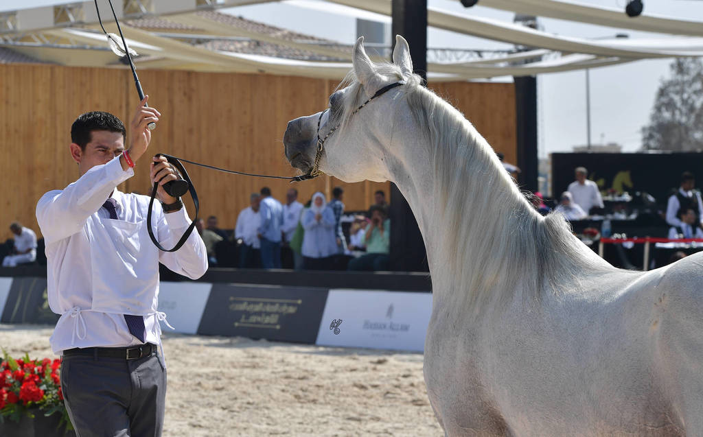 Senior Stallions 8-10 Years: Mobher Badrawi