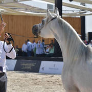 Senior Stallions 8-10 Years: Mobher Badrawi