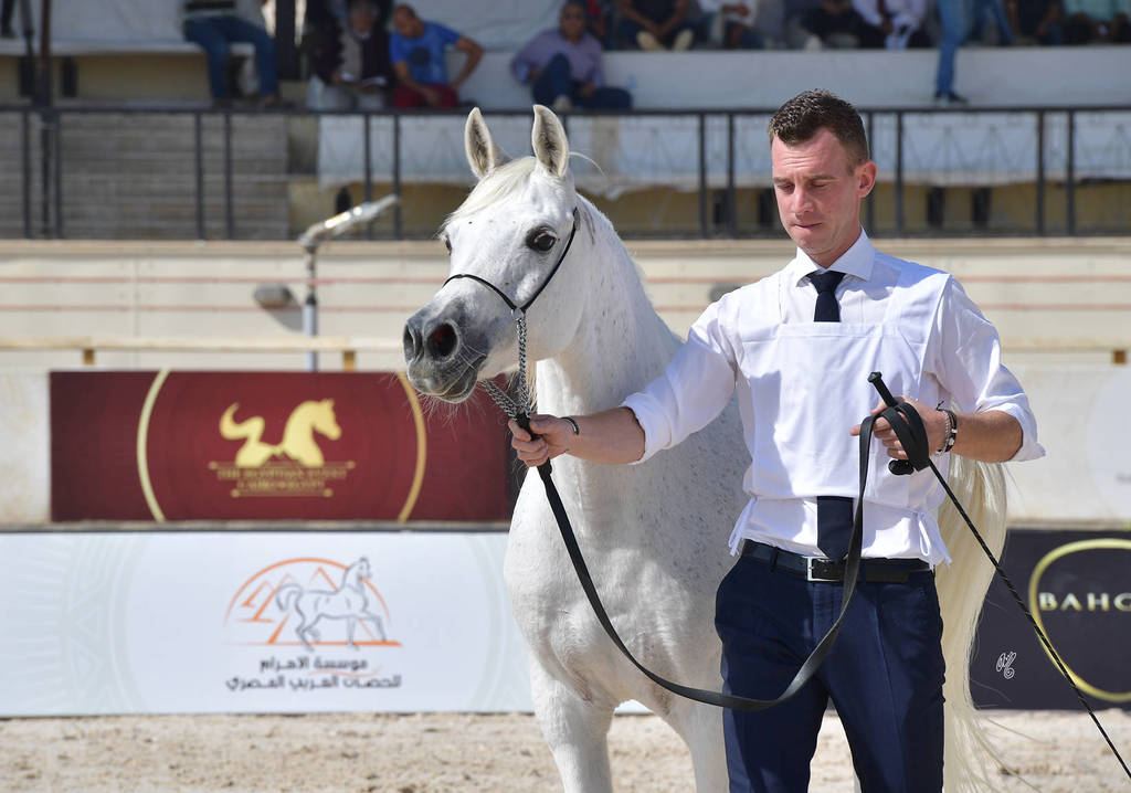 Senior Mares 11 Years and Older: Kamarain Albadeia