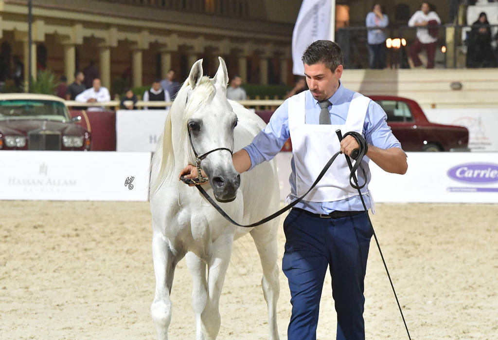 Stallions 5-7 Years: Fakhr Al Badia