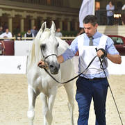 Stallions 5-7 Years: Fakhr Al Badia