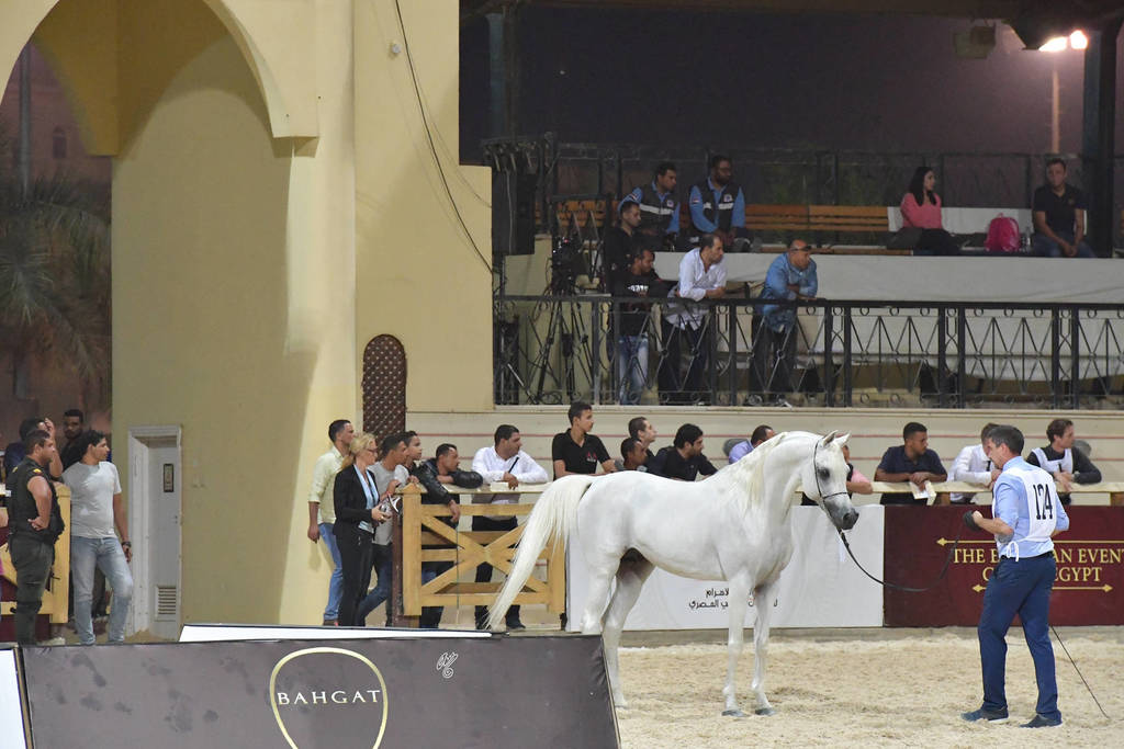 Stallions 5-7 Years: Fakhr Al Badia