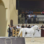Stallions 5-7 Years: Fakhr Al Badia
