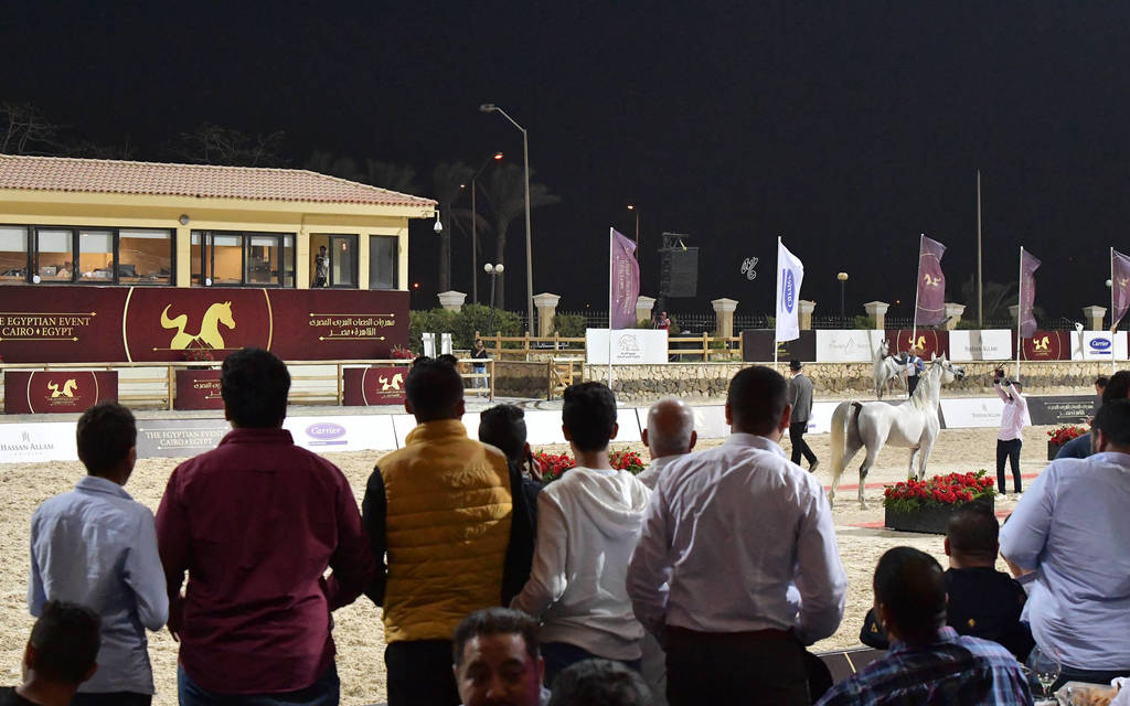 Stallions 5-7 Years: Ayad Al Bawady