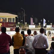 Stallions 5-7 Years: Ayad Al Bawady