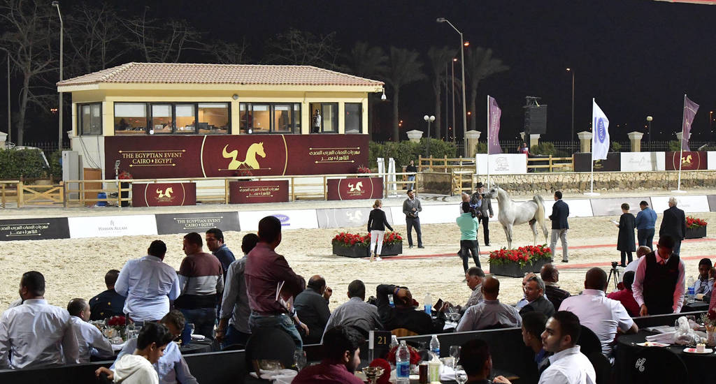 Stallions 5-7 Years: Kais Al Masry