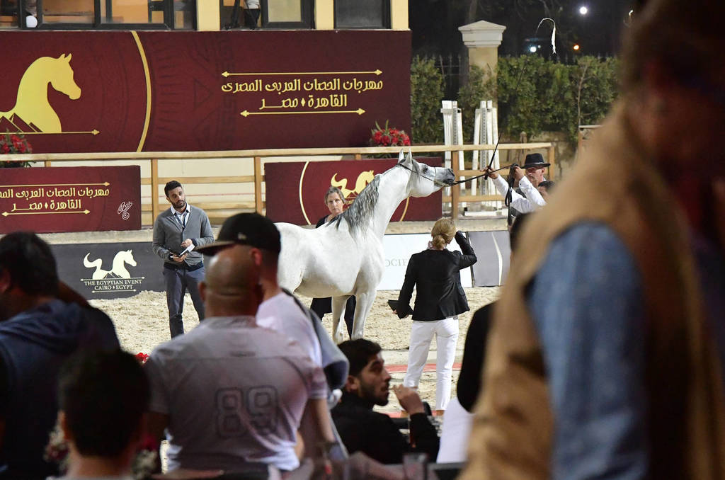 Stallions 5-7 Years: Karim Sakr