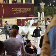 Stallions 5-7 Years: Karim Sakr