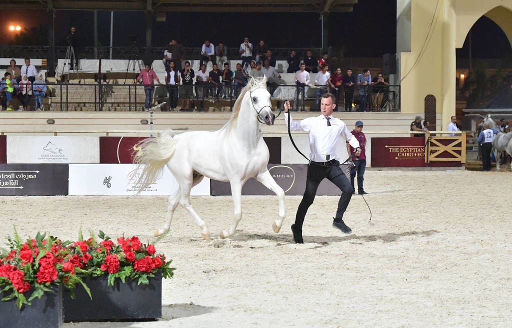 Stallions 5-7 Years: Haleem Albadeia 