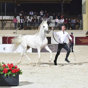 Stallions 5-7 Years: Haleem Albadeia 