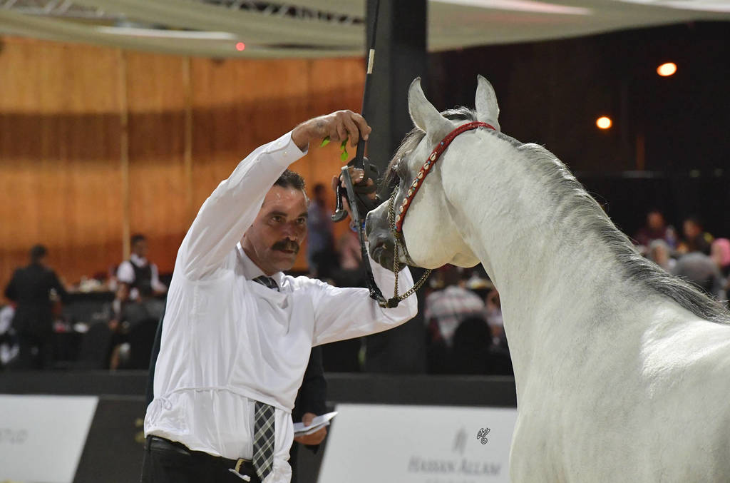 Stallions 3-4 Years: Sohail Al Yasser