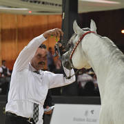 Stallions 3-4 Years: Sohail Al Yasser