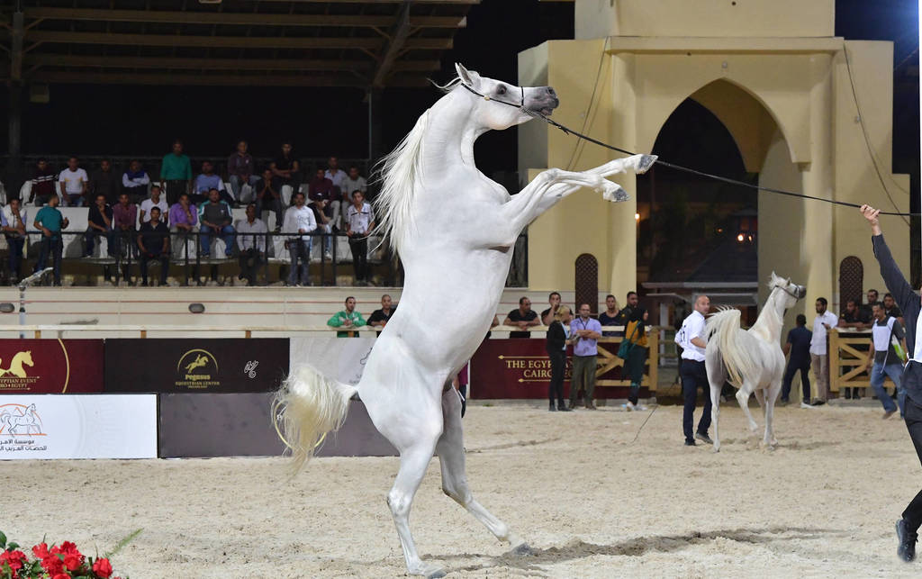 Stallions 3-4 Years: Jamil Omar