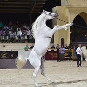 Stallions 3-4 Years: Jamil Omar