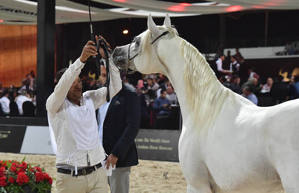 Stallions 3-4 Years: Mahsoob Al Amin