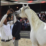 Stallions 3-4 Years: Mahsoob Al Amin