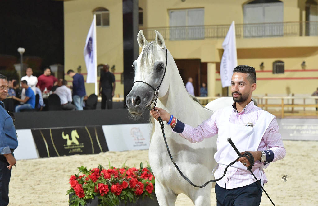 Stallions 3-4 Years: Marwan El Jazeera