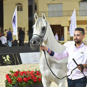 Stallions 3-4 Years: Marwan El Jazeera