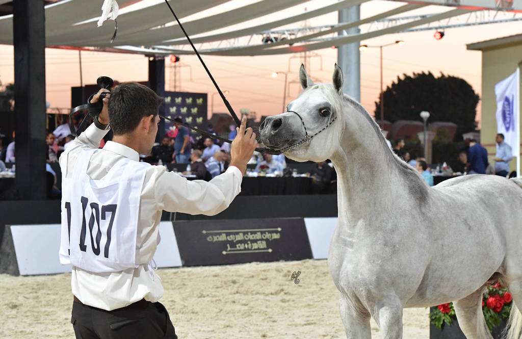 Stallions 3-4 Years: 
Sultan Badrawi