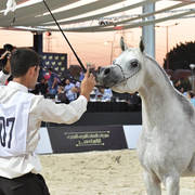 Stallions 3-4 Years: 
Sultan Badrawi