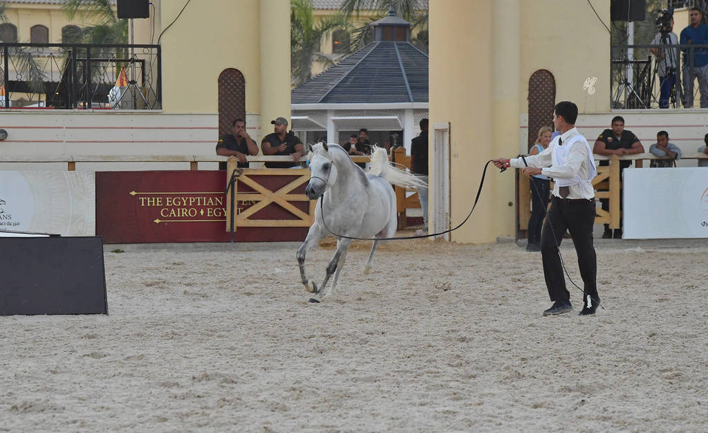 Stallions 3-4 Years: 
Sultan Badrawi