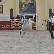 Stallions 3-4 Years: 
Sultan Badrawi