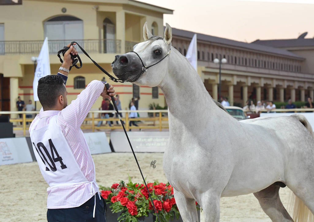 Stallions 3-4 Years: Samir El Sherouk