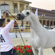 Stallions 3-4 Years: Samir El Sherouk